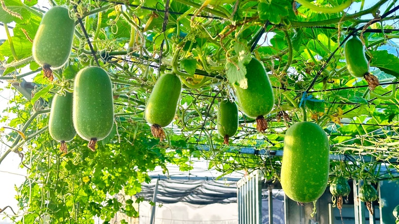 Bắt đầu hành trình làm nông dân phố từ năm 2018 khi trào lưu trồng cây trên cao nở rộ, chị Liên (sinh năm 1976) đã tận dụng tối đa diện tích 70m2 của ngôi nhà để phủ xanh không gian sống.