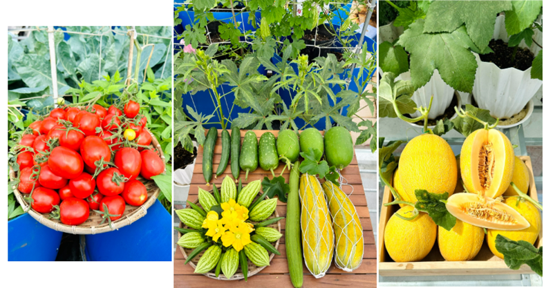 Trong số các loại cây trồng, chị Liên nhận định các loại rau ăn lá như bắp cải, xà lách hay rau muống thường khá dễ tính và nhanh cho thu hoạch. Ngược lại, dưa hấu và dưa lưới lại là những thử thách lớn vì đòi hỏi kỹ thuật chăm sóc kỳ công và dễ bị sâu bệnh.