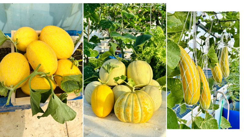 Theo kinh nghiệm của chị, chìa khóa để vườn cây luôn xanh tốt nằm ở khâu xử lý giá thể sao cho tơi xốp, thoát nước tốt và giàu dinh dưỡng, kết hợp với việc lựa chọn hạt giống uy tín và trồng thuận theo mùa vụ.