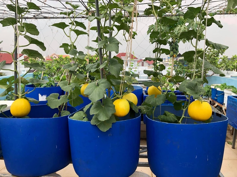 Mỗi ngày, chị Liên dành khoảng hai tiếng đồng hồ để tưới cây và thu hoạch, riêng những ngày cuối tuần chị sẽ tập trung cho các công việc nặng hơn như trộn đất hay gieo hạt. Dù thừa nhận chi phí đầu tư và công sức bỏ ra cho vườn rau sân thượng có phần tốn kém hơn so với việc mua rau ngoài chợ, nhưng chị khẳng định giá trị nhận lại là vô giá. Đó không chỉ là sự an tâm tuyệt đối về sức khỏe mà còn là niềm hạnh phúc khi được chia sẻ thành quả với bạn bè, người thân.