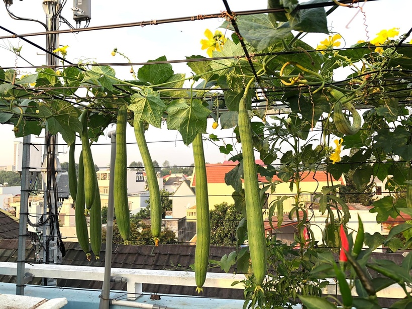 Nhớ lại những ngày đầu, chị Liên không khỏi bồi hồi khi công đoạn vất vả nhất chính là vận chuyển đất và vật tư lên cao, cùng với đó là quá trình phơi ủ đất tỉ mỉ cho mỗi vụ mùa mới. Tuy nhiên, bằng niềm đam mê cháy bỏng và mong muốn mang lại nguồn thực phẩm an toàn cho người thân, người phụ nữ 50 tuổi này đã kiên trì thực hiện từng chút một để không bị quá sức.