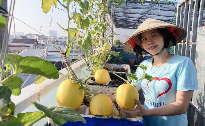 Chị khéo léo phân chia khu vực canh tác thành hai phần chính: sân thượng tầng 3 rộng 50m2 ưu tiên cho các loại cây leo giàn và cây ăn trái như bầu, bí, mướp, táo Thái, ổi Đài Loan, thanh long và các loại dưa; trong khi đó, ban công tầng 2 rộng 20m2 là nơi dành riêng cho các loại rau ăn lá và rau thơm.