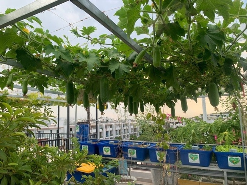 Dù niềm đam mê trồng trọt đã nhen nhóm từ thuở nhỏ, nhưng suốt 20 năm sinh sống tại các căn chung cư ở TP.HCM, chị Huyên vẫn chưa có cơ hội thực hiện ước mơ của mình do hạn chế về không gian. Phải đến đầu năm 2023, khi gia đình chuyển về căn nhà mới tại khu đô thị Vạn Phúc, TP Thủ Đức, chị mới bắt tay vào gây dựng một "nông trại" nhỏ ngay trên khoảng sân thượng tầng bốn vốn đang bỏ trống.
