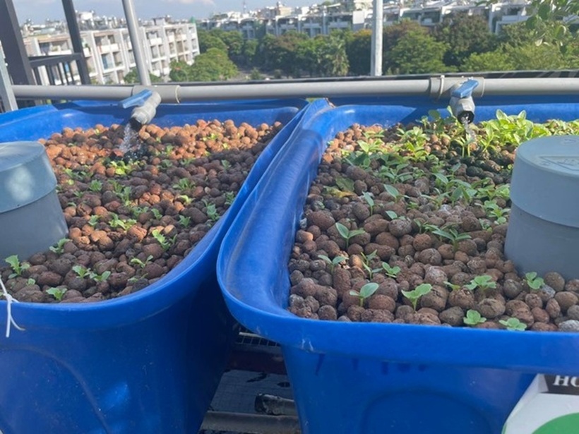 Để tối ưu không gian, chị lắp đặt thêm khung sắt và lưới dây cước cho các loại cây leo giàn như bầu, bí và mướp. Khu vực trung tâm sân thượng được chị ưu tiên bố trí 25 chậu đất để canh tác cây ăn trái đa dạng chủng loại, từ chanh, táo, ổi đến sapoche, xoài, đu đủ và sung Mỹ. Điểm sáng của khu vườn chính là hệ thống tuần hoàn giúp tiết kiệm tối đa phân bón và công sức chăm sóc. Trong hồ nước rộng 5m2, chị nuôi gần 100 con cá diêu hồng, cá trê và rô phi. Theo nguyên lý vận hành, chất thải từ cá trở thành nguồn dinh dưỡng bón cho rau, trong khi nước từ các khay rau sau khi được lọc sạch lại chảy ngược về hồ cá.