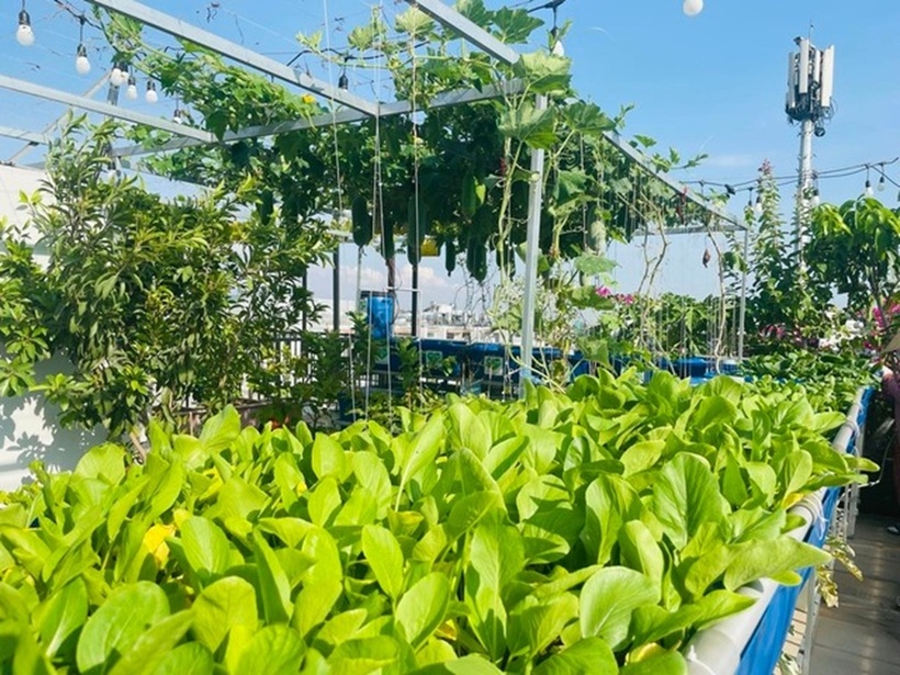 Tận dụng diện tích sẵn có, chị Huyên thiết kế vườn theo mô hình Aquaponics hiện đại, kết hợp hài hòa giữa nuôi thủy sản và trồng rau thủy canh. Ở giai đoạn đầu, chị đặt 20 khay đất để gieo các loại rau ngắn ngày như rau muống, cải, mồng tơi, rau dền và xà lách.