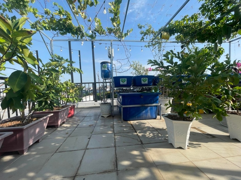 Nhờ việc trồng đan xen khéo léo, khu vườn của chị luôn trĩu quả quanh năm, từ những cây ngắn ngày như ổi cho trái sau ba tháng đến những loại lâu năm như mận, chanh và nho. Đối với chị Huyên, khu vườn không chỉ là thành quả của sự kiên trì mà còn là nơi gắn kết tình cảm gia đình giữa không gian phố thị xô bồ.