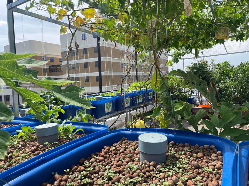 Thay vì dùng đất thông thường, chị sử dụng đất sét nung không tan trong nước để gieo trồng. Đồng thời, chị còn chủ động học hỏi thêm kỹ thuật thụ phấn và tỉa lá qua các video hướng dẫn trên mạng xã hội để nâng cao năng suất. Dù chuẩn bị kỹ lưỡng, hành trình làm nông sân thượng của chị không phải lúc nào cũng suôn sẻ. Do đặc thù thời tiết nắng nóng tại TP.HCM, một số loại rau xứ lạnh như bắp cải hay tần ô không thể thích nghi. Chị từng phải ngậm ngùi bỏ đi gần 20 gốc bắp cải do cây không thể cuộn lá như mong đợi.