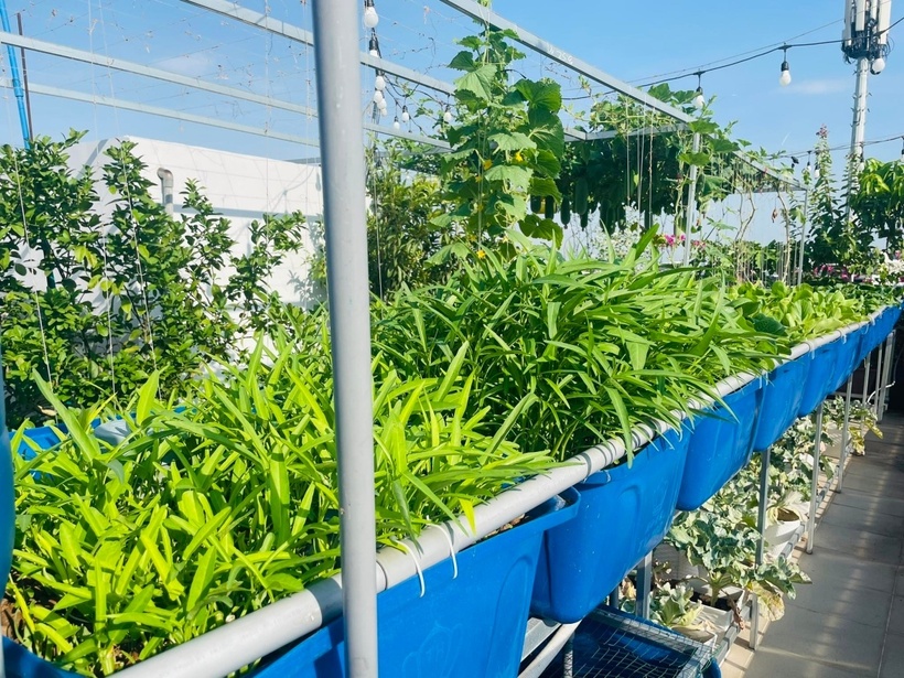 Tuy nhiên, những thành quả ngọt ngào đã sớm đến khi chỉ sau nửa tháng, chị đã thu hoạch được đợt rau đầu tiên. Với phương thức thu hoạch đến đâu gieo mới đến đó, gia đình chị luôn có rau xanh gối đầu để sử dụng. Đặc biệt, vụ bầu, bí và mướp đầu tiên đã mang về sản lượng ấn tượng khoảng 35 kg.