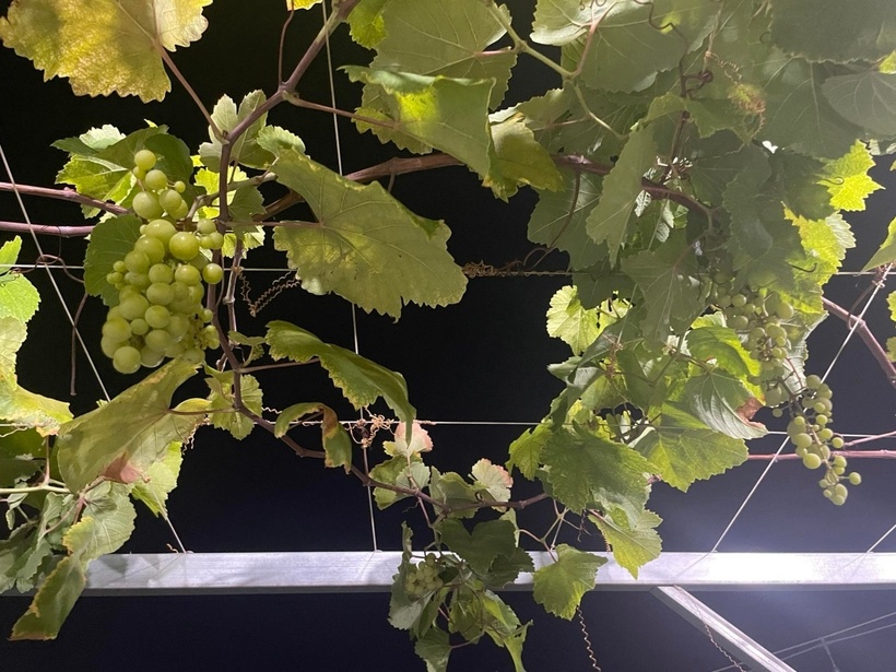 Thành công từ khu vườn đã thay đổi hoàn toàn thói quen sinh hoạt của gia đình. Chị Huyên phấn khởi chia sẻ rằng giờ đây gia đình hầu như không còn phải đi chợ mua rau, thậm chí sản lượng bí thu hoạch được còn dư dả để biếu tặng hàng xóm và bạn bè. Kết hợp với nguồn thịt sạch gửi từ quê vào, mỗi tuần chị chỉ cần đi chợ một lần duy nhất.