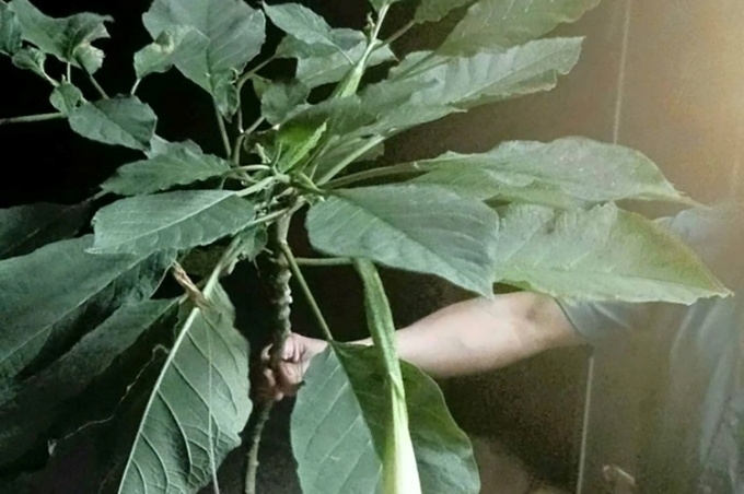 Loài rau mà 3 bệnh nhân hái về làm thực phẩm. Ảnh: VnExpress