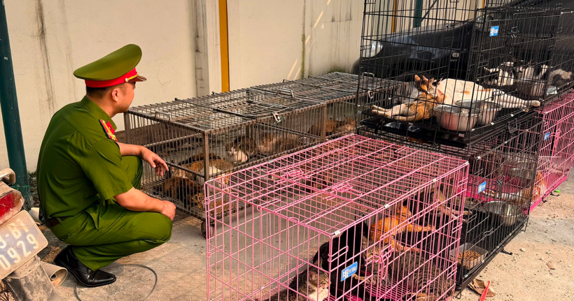Triệt phá đường dây trộm mèo quy mô lớn ở Hà Nội.