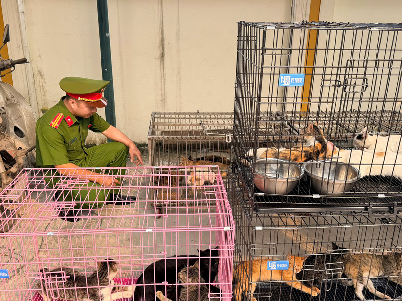 Từ cuối năm 2025 đến khi bị bắt, các đối tượng đã trộm cắp và tiêu thụ hơn 300 con mèo.
