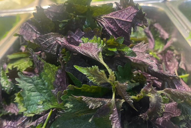 Trong tía tô chứa nhiều tinh dầu tự nhiên cùng các hợp chất chống oxy hóa.