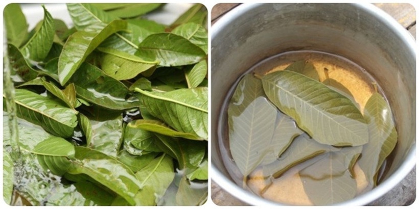 Uống nước lá ổi tốt cho sức khỏe