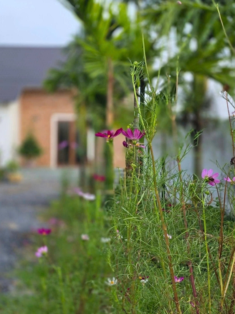 Nam nghệ sĩ xây tường kín xung quanh nhà vườn vì muốn có không gian riêng tư cho gia đình hoặc bạn bè đến chơi. Ông thích trồng loài cây quen thuộc, dân dã, muốn kiến tạo không gian sống gợi nhớ tuổi thơ ở quê với những hàng phượng, dừa, cam, ổi…