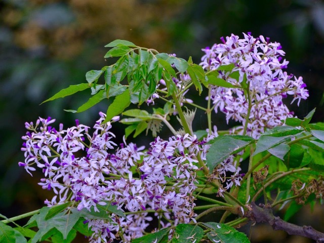 Nhiều người cho rằng cứ mỗi mùa hoa xoan nở, nhiều người lại thấy mệt mỏi, khó ngủ, dễ buồn và nhạy cảm hơn bình thường. Ảnh minh họa