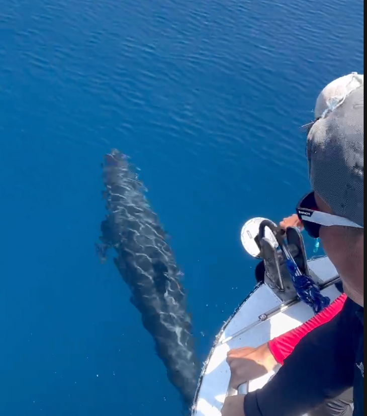 Một trong những con cá voi xanh dài khoảng 17m tiếp cận ca nô nhóm lặn tại khu vực Hòn Tranh, đặc khu Phú Quý - Ảnh: Tuổi trẻ