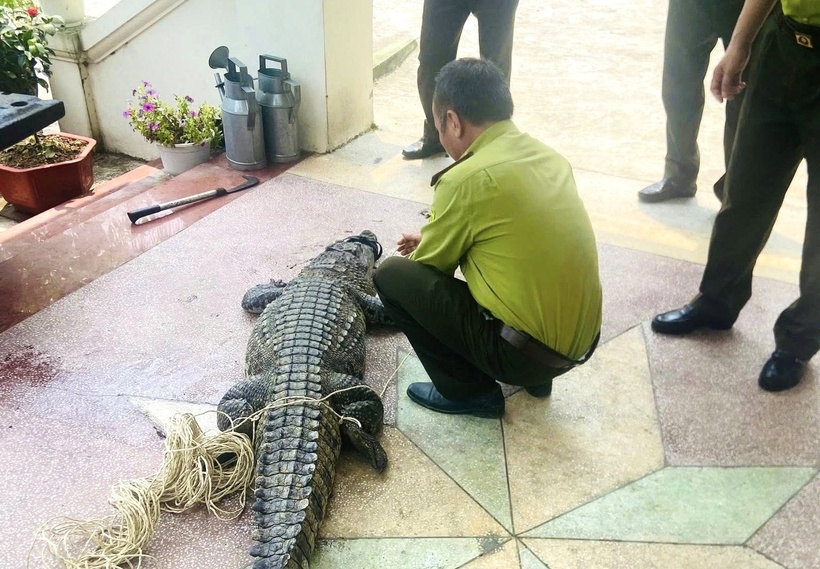 Cá thể cá sấu nước ngọt có trọng lượng khoảng 50kg, kích thước dài 2,3m được anh Sồi phát hiện bị lạc tại kênh mương nội đồng. (Ảnh: SK&ĐS)