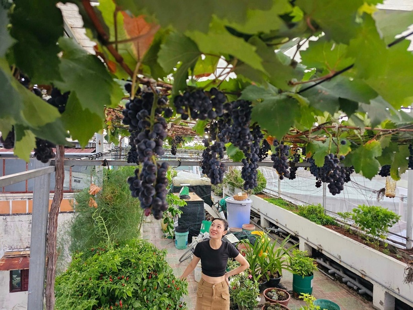 Xuất phát từ sở thích đặc biệt của bà xã là cực kỳ thích ăn nho, anh quyết định thử sức với loại cây vốn được coi là "khó tính" này. Trong khu vườn hiện tại, cây nho Hạ Đen đã gắn bó được khoảng 4 năm. Sau năm đầu tiên kiên trì chăm sóc từ những cây giống nhỏ, anh đã gặt hái được lứa trái đầu tay. Đến nay, cây cho thu hoạch đều đặn mỗi năm hai vụ, với năng suất trung bình mỗi đợt đạt từ 7 đến 8 kg quả.