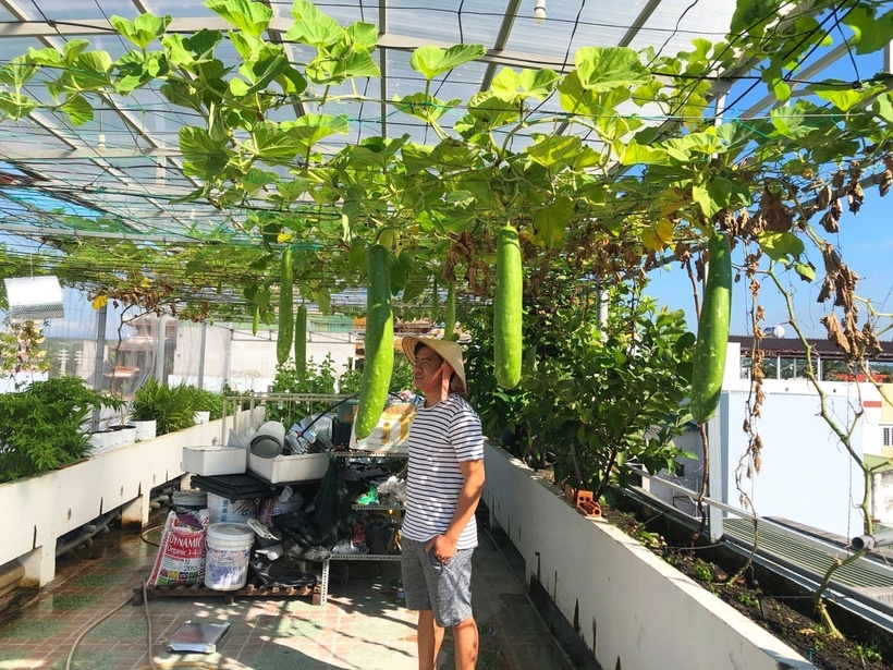 Không chỉ dừng lại ở cây nho, khu vườn của anh còn phong phú với đủ loại trái cây khác như ổi, táo Thái và dưa lưới khiến vợ anh nhiều phen thu hoạch mỏi tay.