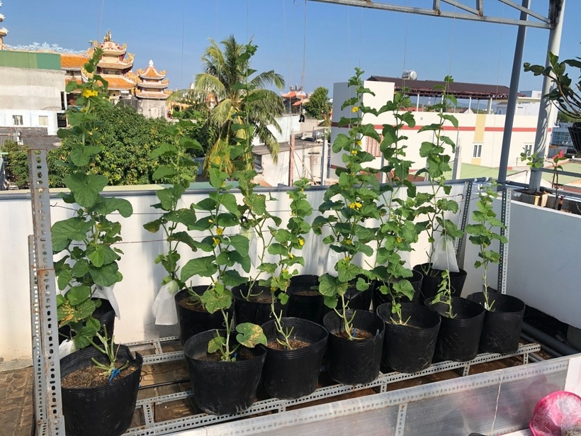 Chị Trần Thị Xuân Hồng, vợ anh Tuấn, không giấu nổi niềm tự hào khi nhắc về món quà đặc biệt mà chồng dành tặng riêng cho mình. Dù việc đầu tư phân bón và con giống khá tốn kém, chị vẫn luôn là hậu phương vững chắc, ủng hộ hết lòng cho đam mê của anh. Trong đợt thu hoạch gần nhất, anh đã hái được gần 8 kg nho với 45 chùm lớn nhỏ để tặng vợ.