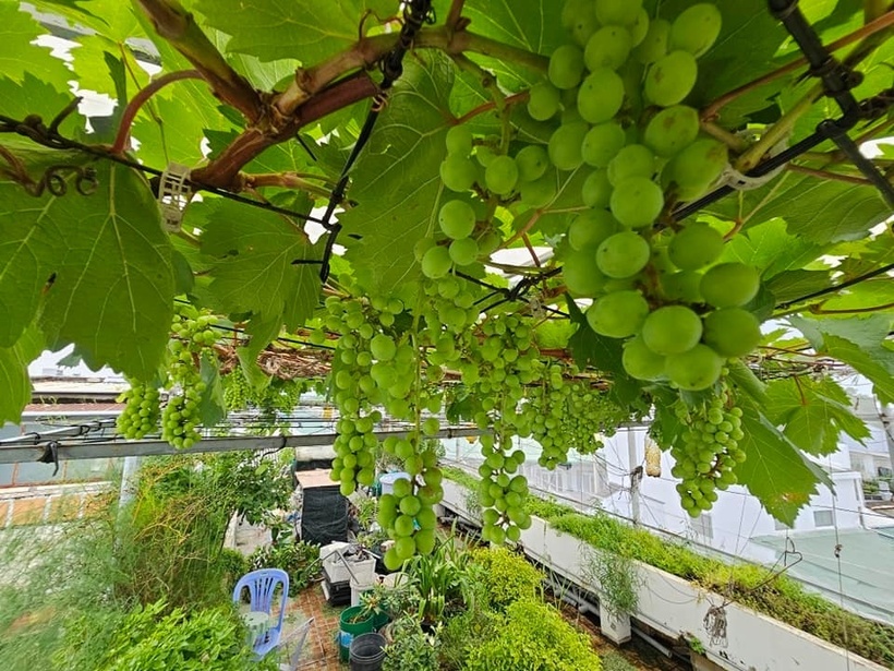 Nhằm bảo vệ cây trước tác động của gió lớn và dịch bệnh, anh lợp thêm tấm nhựa poly giúp hạn chế nấm bệnh và cẩn thận dùng túi bọc từng chùm quả để tránh sâu bọ phá hoại. Với mục tiêu cung cấp thực phẩm sạch cho gia đình, anh ưu tiên sử dụng các loại thuốc sinh học và hạn chế tối đa việc dùng thuốc trừ sâu hóa học.