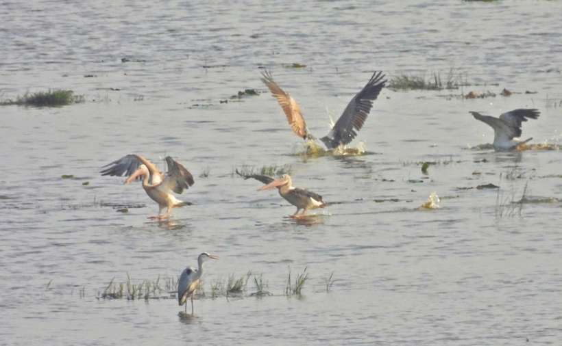 Đàn bồ nông chân xám bơi lội, kiếm ăn tại Vườn quốc gia Tràm Chim. (Ảnh: VnExpress)