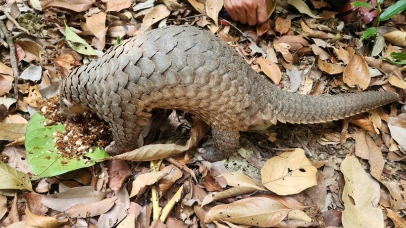 Tê tê Java thuộc nhóm IB trong Sách đỏ vừa được thả về Vườn quốc gia Kon Ka Kinh. (Ảnh: Tuổi trẻ)