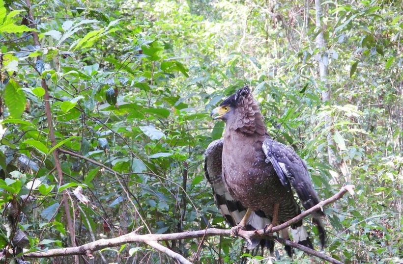 Diều hoa Miến Điện được phục hồi, thả vào tự nhiên. (Ảnh: Pháp luật TP.HCM)