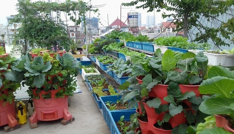 Do thiếu kinh nghiệm trong việc xử lý đất và điều tiết chế độ tưới tiêu, những lứa rau đầu tiên của chị đều thất bại. Cây cối còi cọc, chậm lớn, trong khi sâu bệnh và rệp lại bùng phát mạnh mẽ khiến chị không khỏi nản lòng.