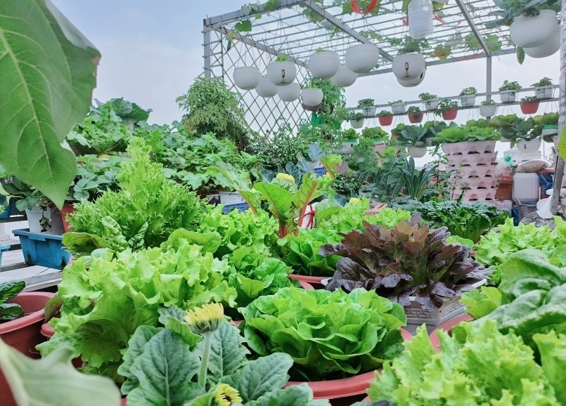 Sự kiên trì ấy cuối cùng đã mang lại thành quả ngọt ngào khi khu vườn hiện nay luôn xanh mướt với đủ loại rau củ theo mùa. Chị Tuyết đã khéo léo tối ưu hóa diện tích bằng cách lắp đặt kệ bốn tầng, tháp trồng rau và các loại giàn leo xung quanh.