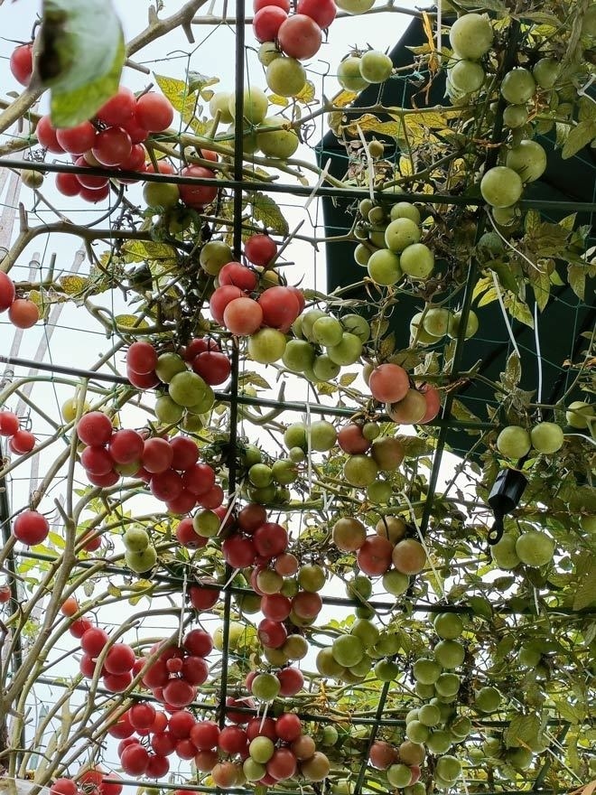 Không chịu bỏ cuộc, chị Tuyết dành thời gian nghiên cứu kỹ lưỡng các kỹ thuật canh tác trên mạng và rút ra bài học xương máu về tầm quan trọng của chất lượng đất. Hiểu rõ giá trị của đất ải, loại đất đã được cày lật và phơi khô nhiều tháng dưới nắng mặt trời tại quê nhà, chị nhờ chồng đánh xe về tận Vĩnh Bảo để chở hàng tấn đất lên thành phố.