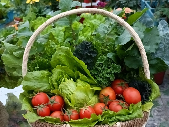 Mùa hè, khu vườn rộn ràng với mướp, dưa và rau muống, còn mùa đông lại ngập tràn sắc xanh của bắp cải, su hào, xà lách. Để bảo vệ thành quả trước sâu bệnh mà vẫn đảm bảo tiêu chí rau sạch, chị tự tay chế biến các loại dung dịch thảo mộc từ tỏi, ớt, gừng và giấm gỗ để phun định kỳ.