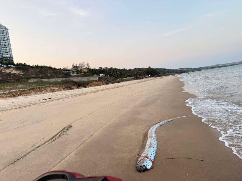 Cá mái chèo dạt vào bờ biển Lâm Đồng. Ảnh: Người lao động