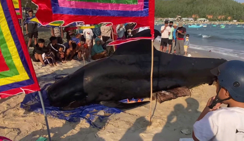 Cá Ông đã được người dân đưa lên bờ. Ảnh: PLO