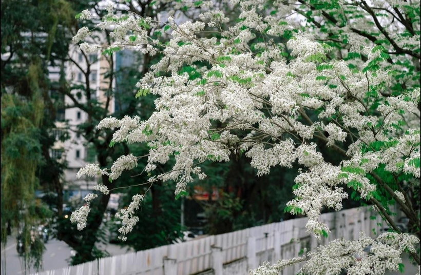 Có nên trồng cây hoa sưa trước nhà không?