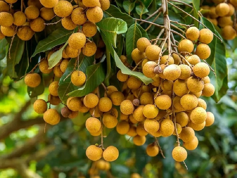 Có nên trồng cây nhãn trước nhà không.