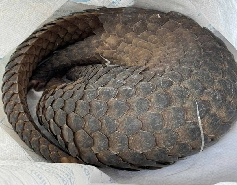 Con tê tê mình đầy vảy cứng. (Ảnh: Lao động)