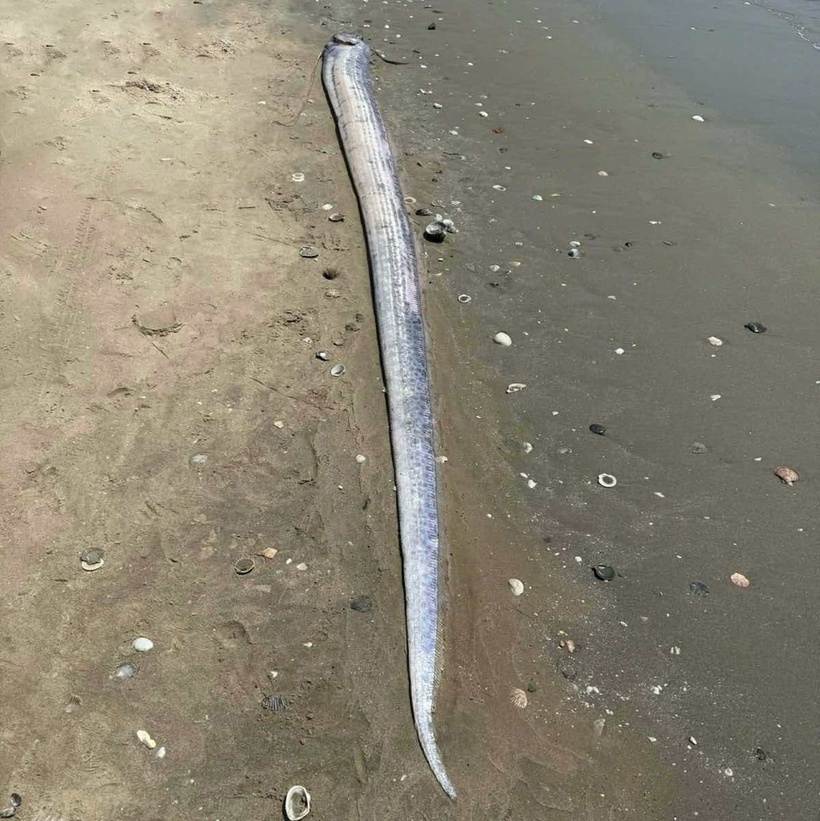 Cá mái chèo trôi dạt vào bờ biển Mũi Né. (Ảnh: Lao động)