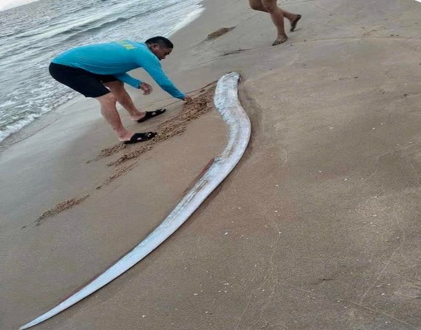 Cá mái chèo xuất hiện trên vùng biển Mũi Né ngày 9/4. (Ảnh: Dân Việt)