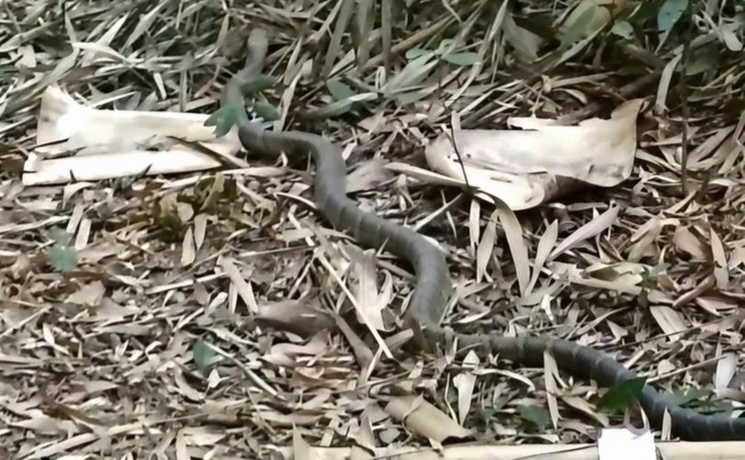 Con rắn hổ mang chúa được thả về Khu bảo tồn thiên nhiên Nâm Nung. (Ảnh: Người lao động)