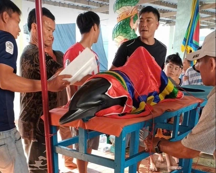 Con cá heo dạt vào bờ được người dân đưa lên để chuẩn bị chôn cất theo phong tục. Ảnh: Người lao động