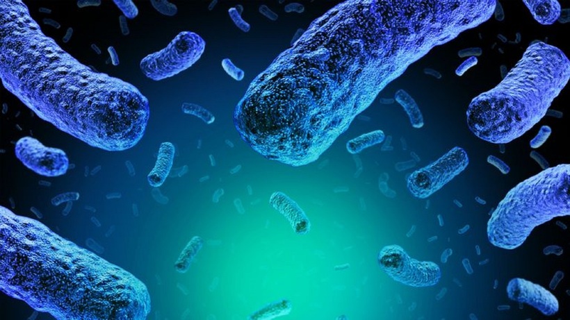 Vi khuẩn Listeria monocytogenes. Ảnh minh họa