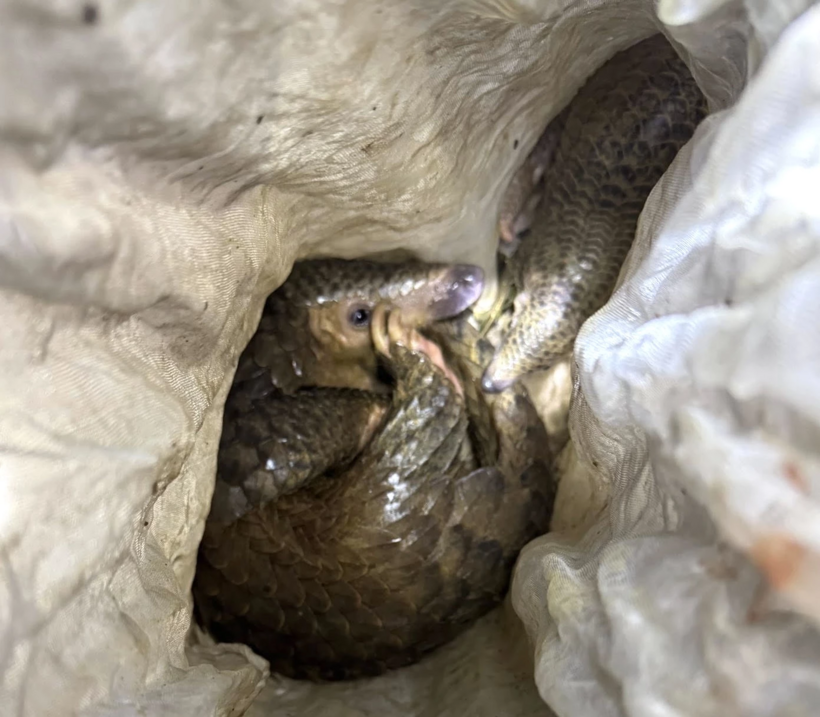 Hai cá thể tê tê có trọng lượng khoảng hơn 4kg. Ảnh: Báo Quảng Trị