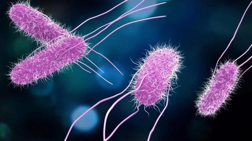 Salmonella là 1 trong 4 nguyên nhân chính gây ra bệnh tiêu chảy trên toàn cầu. Ảnh minh họa