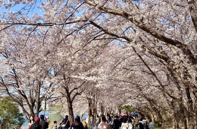 Một giáo sư ngành kỹ thuật yêu cầu sinh viên đến những địa điểm ngắm hoa anh đào, chụp ảnh rồi nộp lại. Ảnh minh họa: Yonhap/ Theo Korea Times