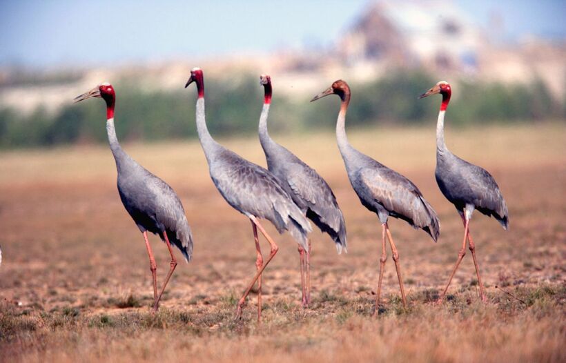 Hình ảnh Sếu đầu đỏ tại Vườn Quốc gia Tràm Chim trước đây. Ảnh: Lao động