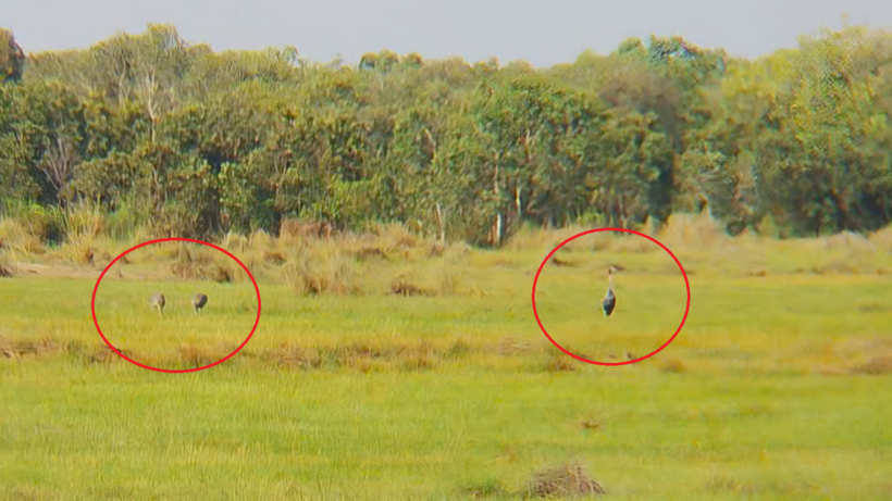 Ba cá thể được cho là một gia đình sếu xuất hiện ở An Giang. Ảnh: Báo An Giang