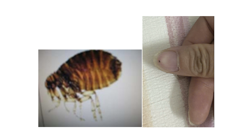 Bọ chét là loài ký sinh trùng không cánh, phát triển mạnh trong điều kiện nóng ẩm