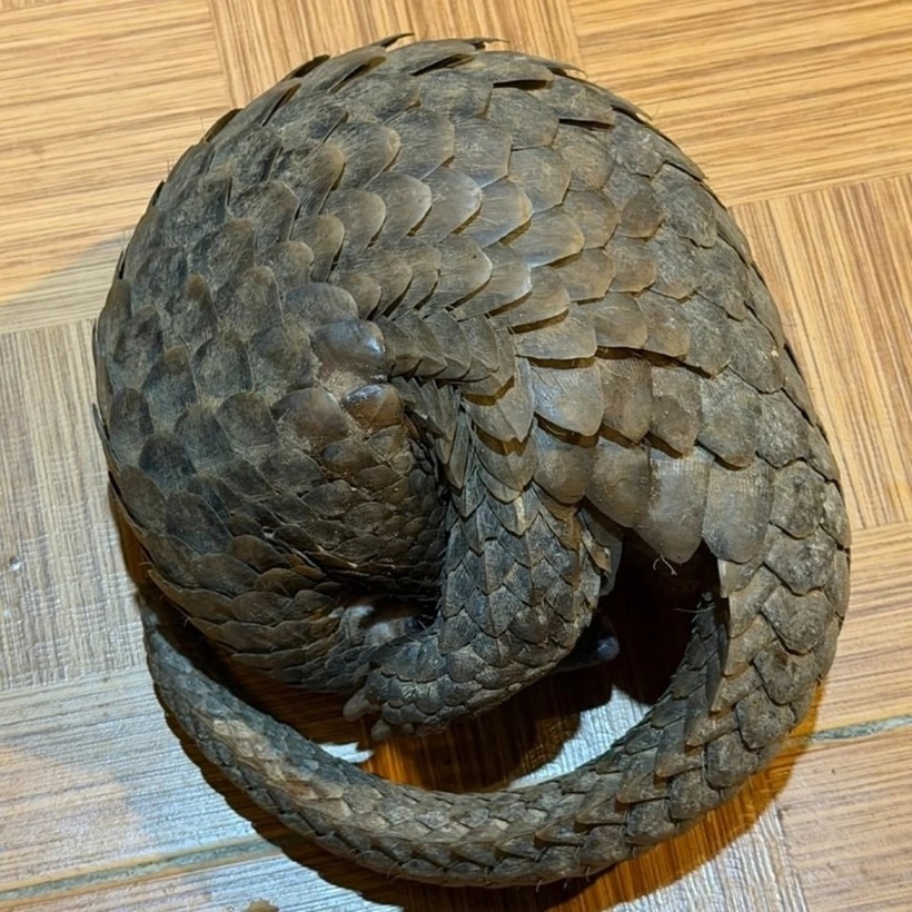 Con tê tê nặng 3 kg bò vào quán Bò tơ Dã Chiến ở Đà Lạt. (Ảnh: Pháp luật TP.HCM)